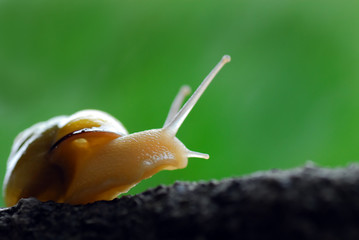 View of a intrepid snail moving slowly
