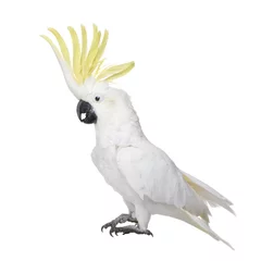 Gartenposter Papagei Gelbhaubenkakadu vor weißem Hintergrund