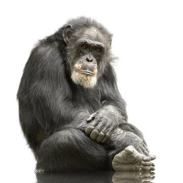 Chimpanzee - Simia troglodytes isolated on a white