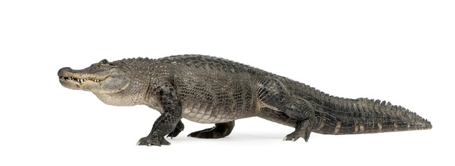 American Alligator (30 years) in front of a white background