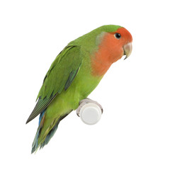 Peach-faced Lovebird in front of a white background