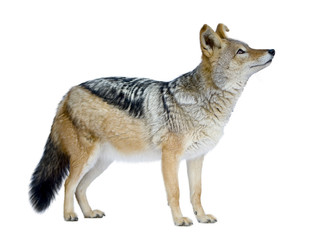 black-backed jackal in front of a white background
