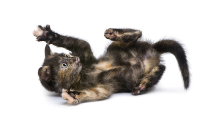 Tortoiseshell cat (2 months) in front of a white background