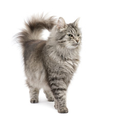 Naklejka premium Crossbreed Siberian cat in front of a white background