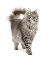 Foto op Plexiglas Crossbreed Siberian cat in front of a white background © Eric Isselée