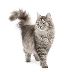 Foto auf Acrylglas Katze Gekreuzte sibirische Katze vor einem weißen Hintergrund