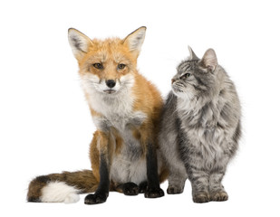 a Fox and a cat in front of a white background