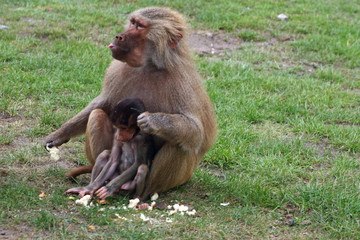 Fototapeta premium pavian