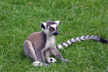 katta