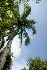 tropical palm trees in the blue sky