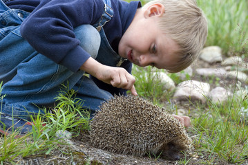 Boy and hedgehog