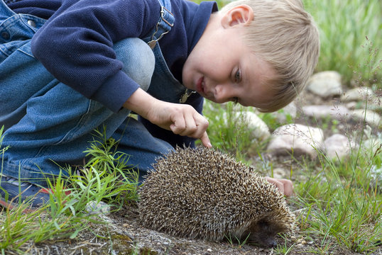 Boy and hedgehog