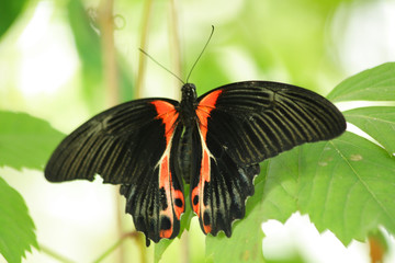 Close up of the black and red colored tropical butterfly
