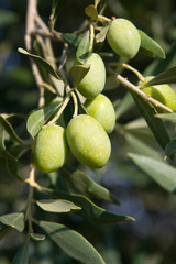 olives verte sur un rameau d'olivier