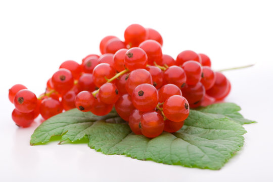 Rote Beeren auf einem gr&uuml;nen Blatt vor wei&szlig;em Hintergrund