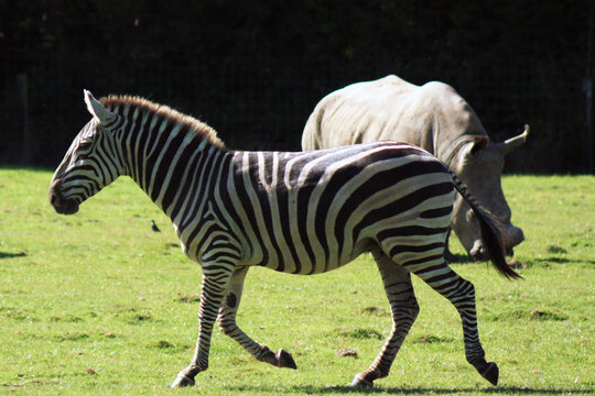 zebre