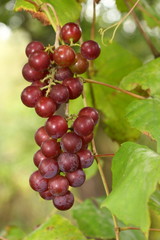 Hanging red grapes ready for harvest,