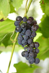 Hanging blue grapes ready for harvest,