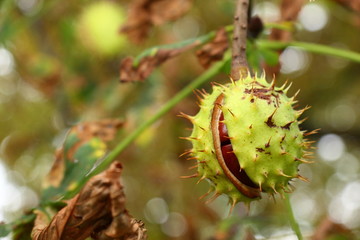 Single chestnut on a tree with brown leaves