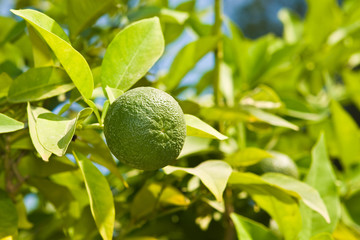 Green lime on a branch on a background of foliage