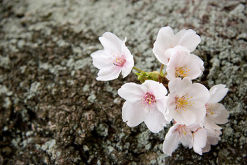 Fototapeta na wymiar kwiat wiśni