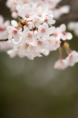 Fototapeta premium cherry blossom