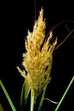 herbe de la pampa