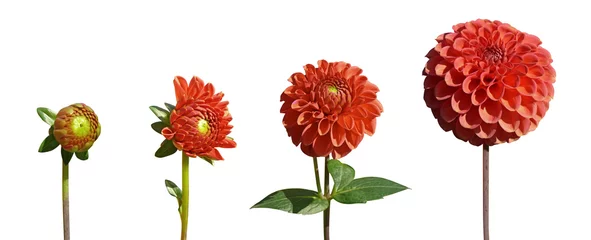 Foto op Plexiglas épanouissement fleur de dahlia © hcast