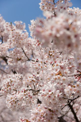 cherry blossom