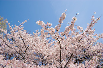 cherry blossom