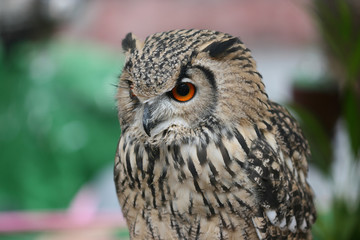 Buho