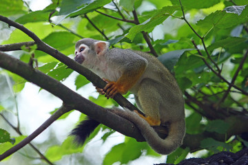 Fototapeta premium affe