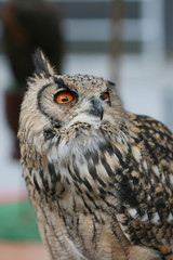 Buho