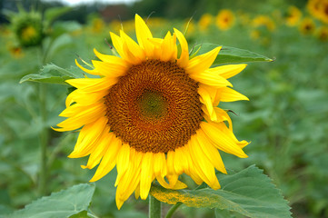 girasole