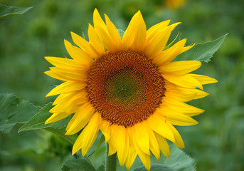 girasole