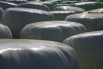 Fototapeta premium rinderfutter