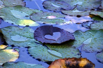 Liebe