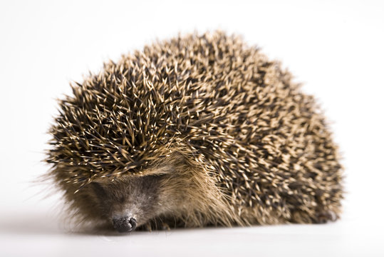 Fototapeta Autumnal animal