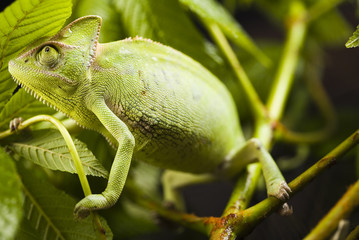 Chameleon
