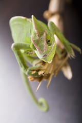 Green chameleon