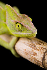 Chameleon on bamboo