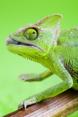Green chameleon