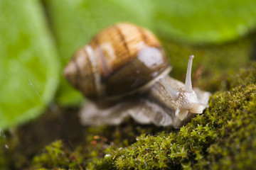 Snail on moss