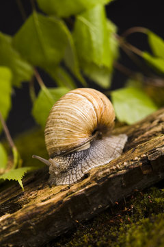 Snail & Shell