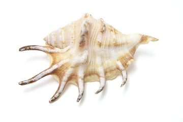 Spider Conch Seashell on White Background
