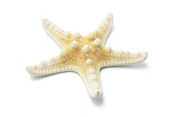 Star Fish on Isolated White Background