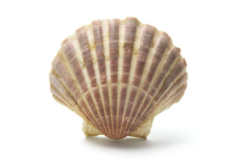 Sea Shell on Isolated White Background