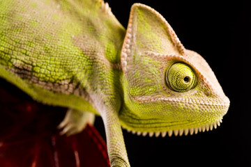 Chameleon