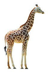 Girafe isolé sur fond blanc