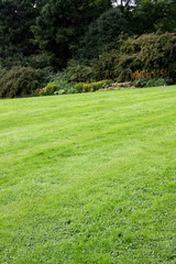 Obraz premium Green field